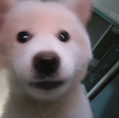 강아지